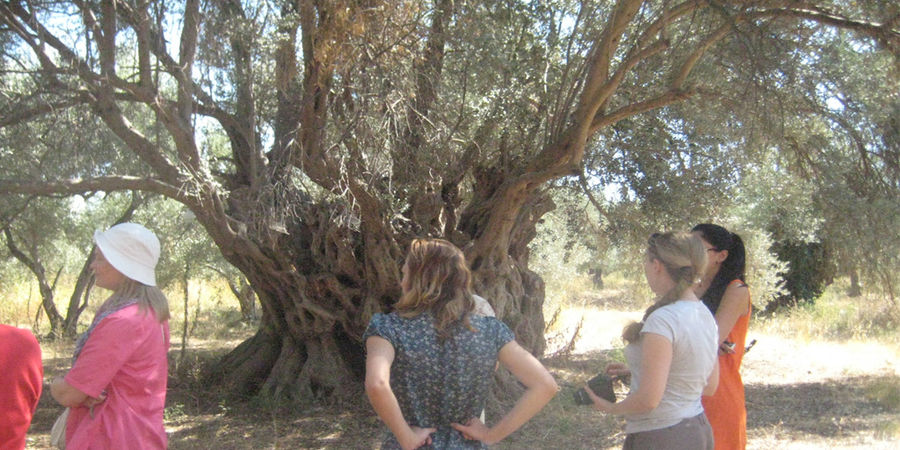a group of women watching the trunk of an old olive tree at 'Eleonas'